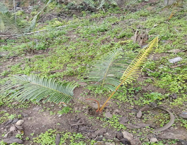 图片 4 项目在马关古林箐保护区回归种植的长叶苏铁幼苗.png